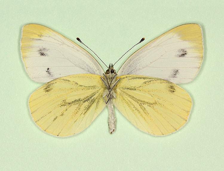 Pieris napi (gynandromorph 3) (Internet Image property of respective owner, non-commercial use only)
